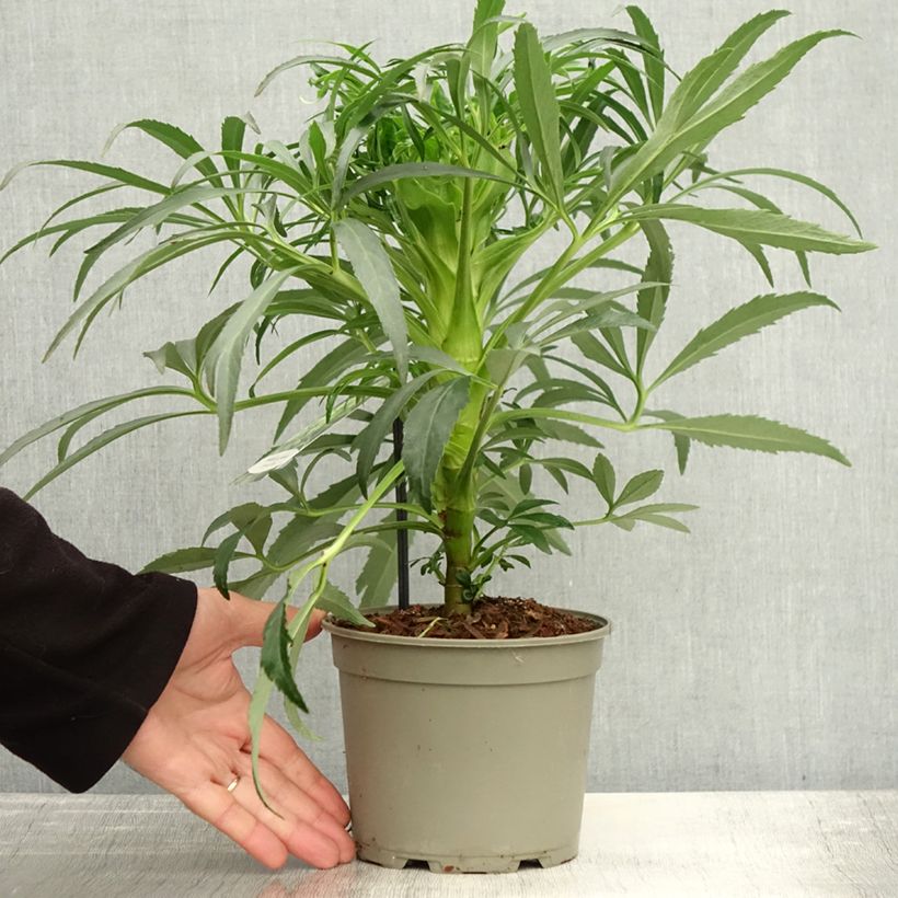 Spécimen de Hellébore foetidus Bowles Form Pot de 1L/1,5L tel que livré en automne