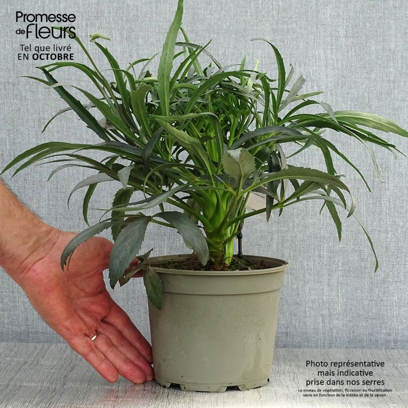 Spécimen de Helleborus foetidus Sopron Pot de 2L/3L tel que livré en automne