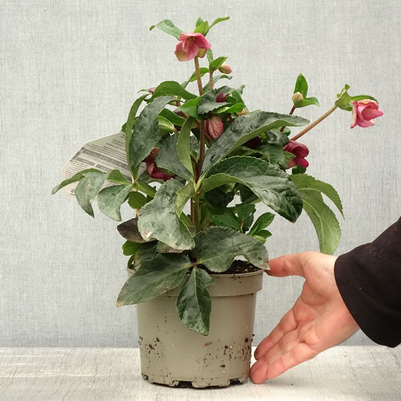 Spécimen de Hellébore HGC Ice Breaker Ruby Pot de 2L/3L tel que livré en automne