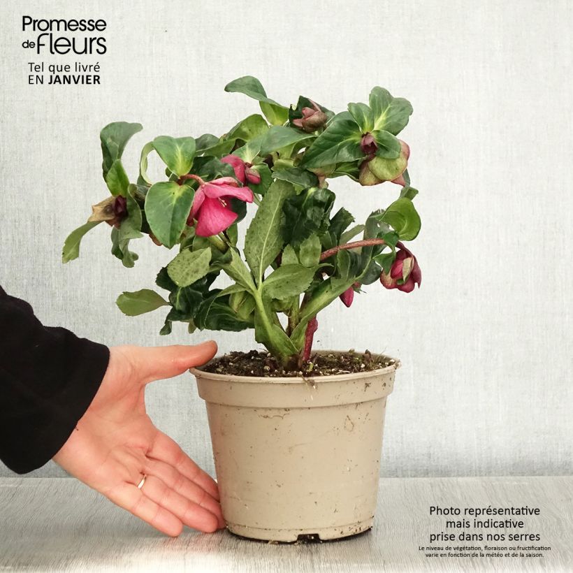 Spécimen de Hellébore HGC Ice Breaker Ruby - Pot de 2L/3L tel que livré en hiver
