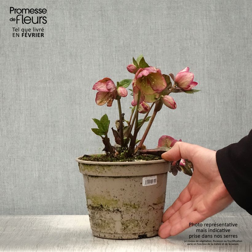Spécimen de Hellébore HGC Ice n' Roses Macy Marble Pot de 2L/3L tel que livré en hiver