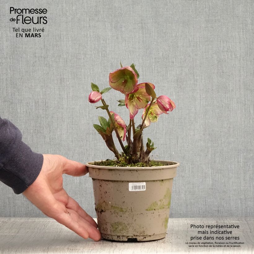 Spécimen de Hellébore HGC Ice n' Roses Macy Marble Pot de 2L/3L tel que livré au printemps