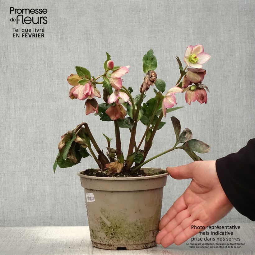 Spécimen de Hellébore HGC Ice n' Roses Maddy Marble Pot de 2L/3L tel que livré en hiver