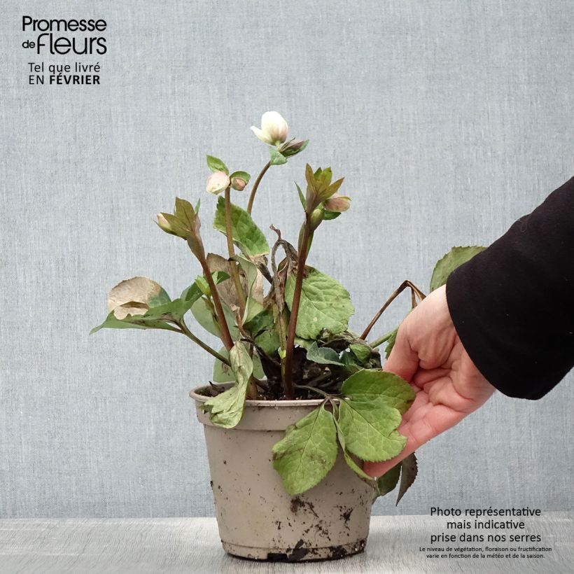 Spécimen de Hellébore HGC Ice n' Roses Mia Marble Pot de 2L/3L tel que livré en hiver