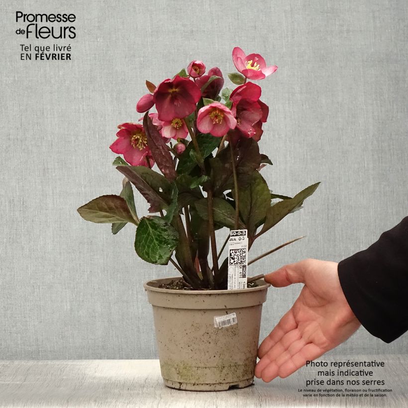 Spécimen de Hellébore HGC Ice n' Roses Mindy Marble Pot de 2L/3L tel que livré en hiver