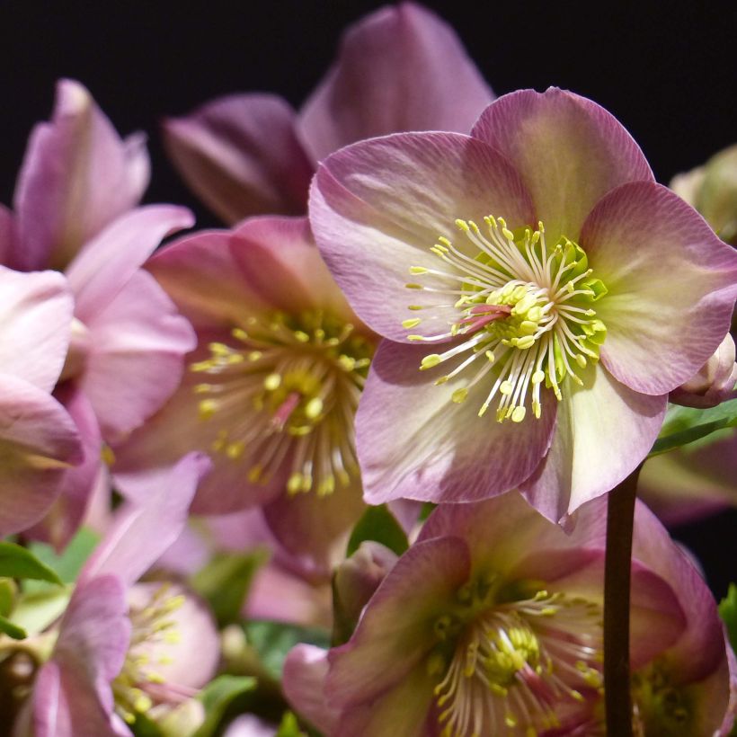 Hellébore Ice n' Roses Rosetta (Floraison)