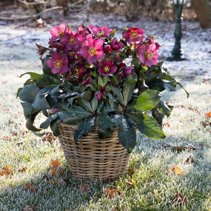 Hellébore Ice n' Roses Red  (Port)