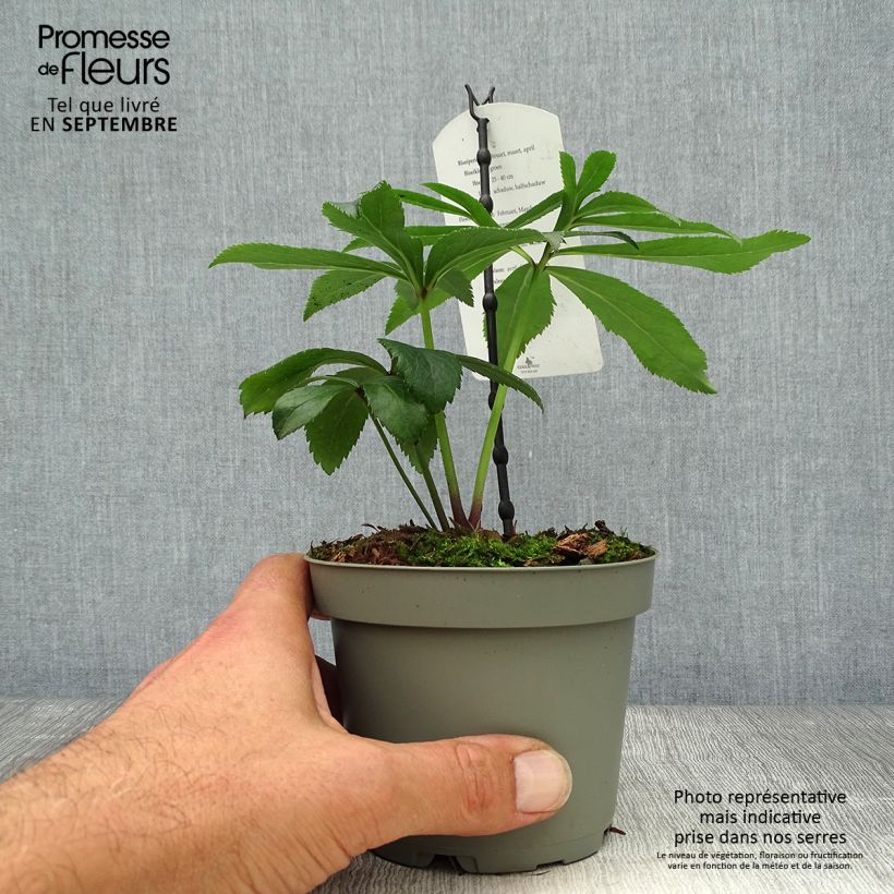 Spécimen de Hellébore multifidus bocconei Pot de 1L/1,5L tel que livré en automne