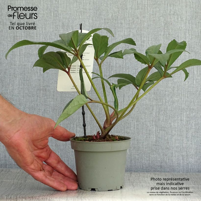 Spécimen de Hellébore nigercors Candy Love Pot de 12 cm / 13 cm tel que livré en automne