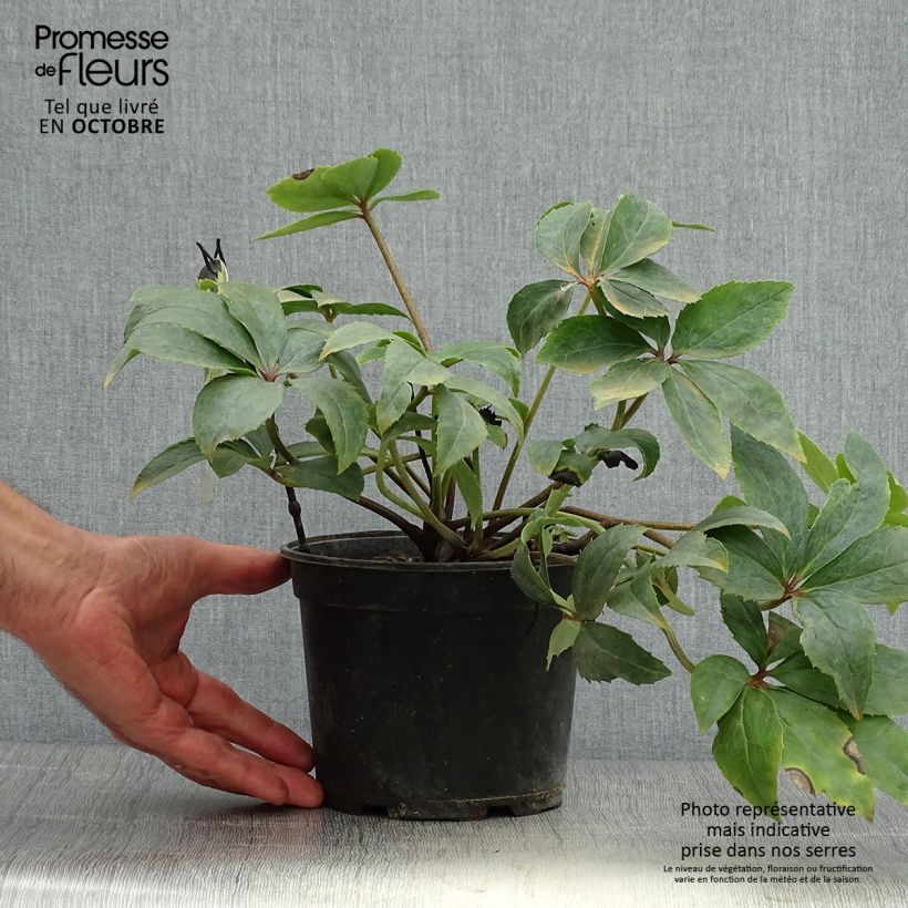 Spécimen de Hellebore nigercors Snow Love Pot de 2L/3L tel que livré en automne