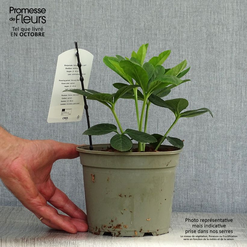 Spécimen de Hellébore orientale Abricot Pot de 2L/3L tel que livré en automne