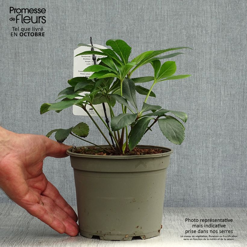 Spécimen de Hellébore orientale Anémone Blanc pur Pot de 2L/3L tel que livré en automne