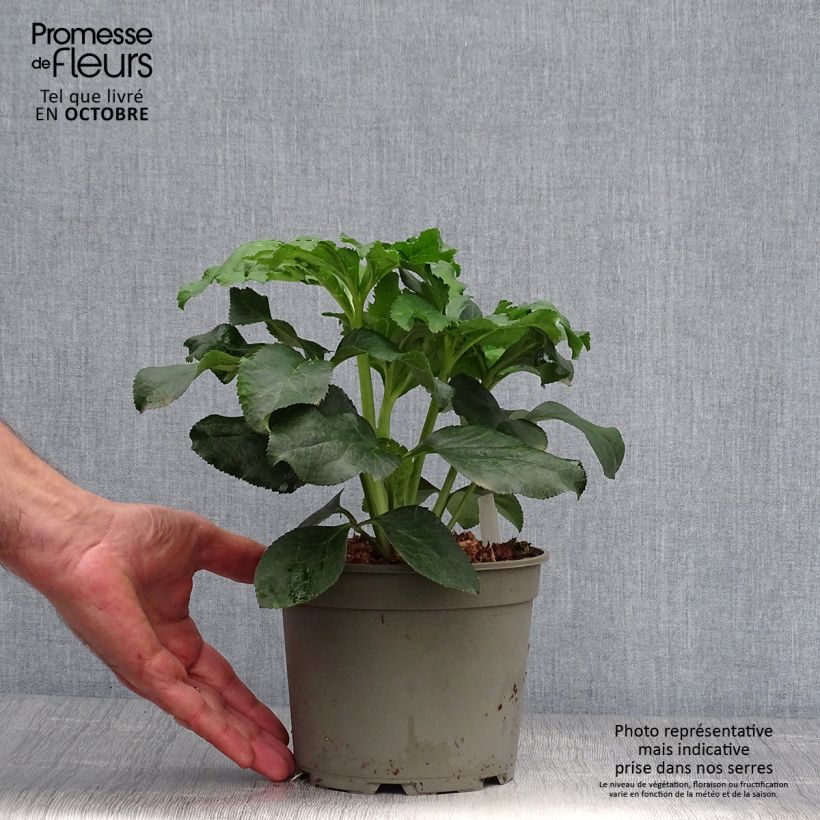 Spécimen de Hellébore orientale Anémone Picotee Pot de 2L/3L tel que livré en automne