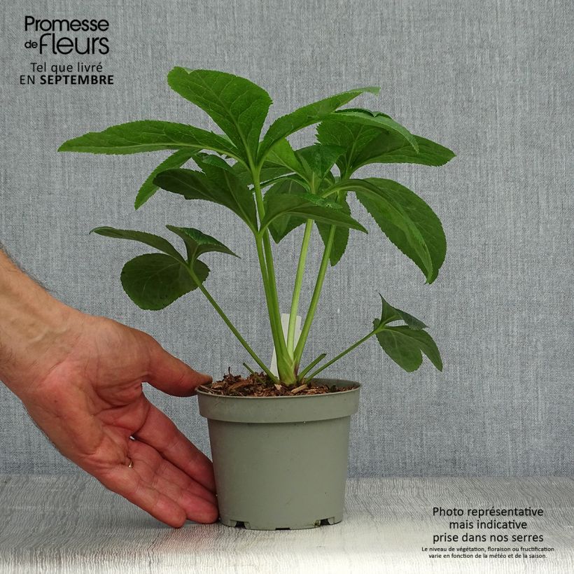 Spécimen de Hellébore orientale Aubergine liseré Pot de 12 cm / 13 cm tel que livré en automne