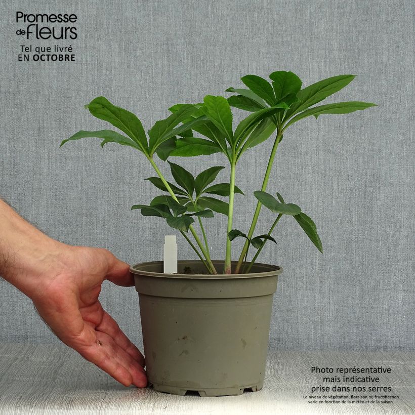Spécimen de Hellébore orientale Aubergine liseré Pot de 2L/3L tel que livré en automne