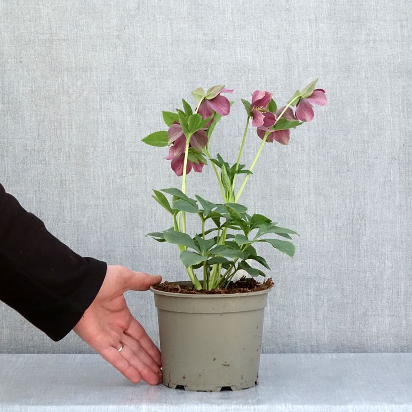 Spécimen de Hellébore orientale Aubergine liseré Pot de 2L/3L tel que livré au printemps