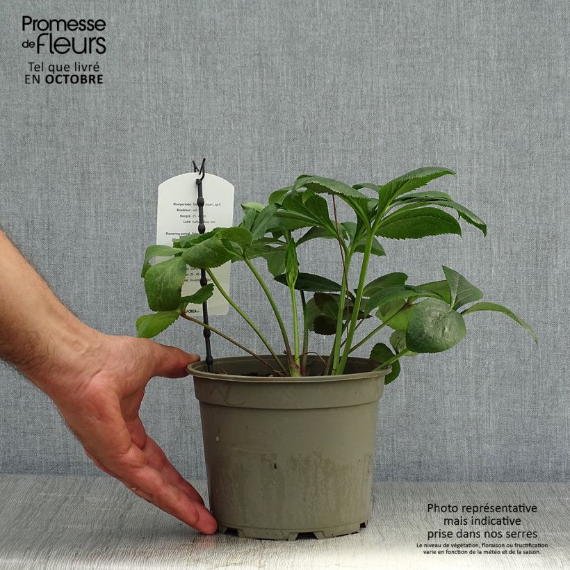 Spécimen de Hellébore orientale Blanc Pot de 2L/3L tel que livré en automne