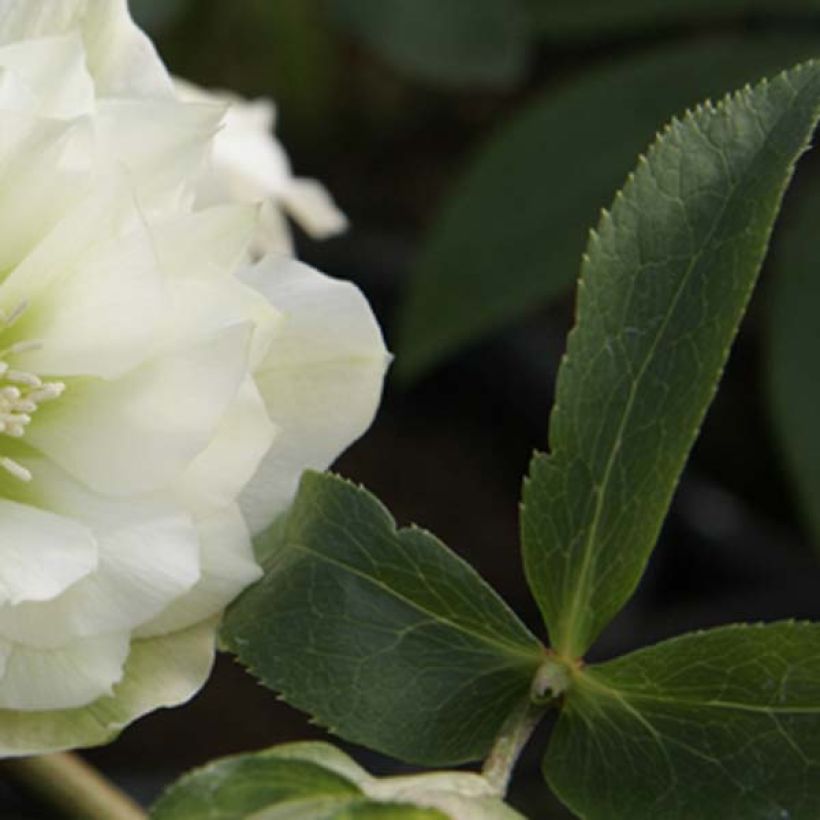 Hellébore orientale Double Blanc (Feuillage)