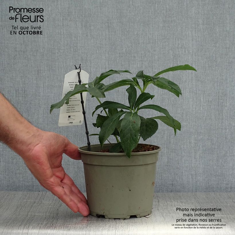 Spécimen de Hellébore orientale Double Blanc Pot de 2L/3L tel que livré en automne