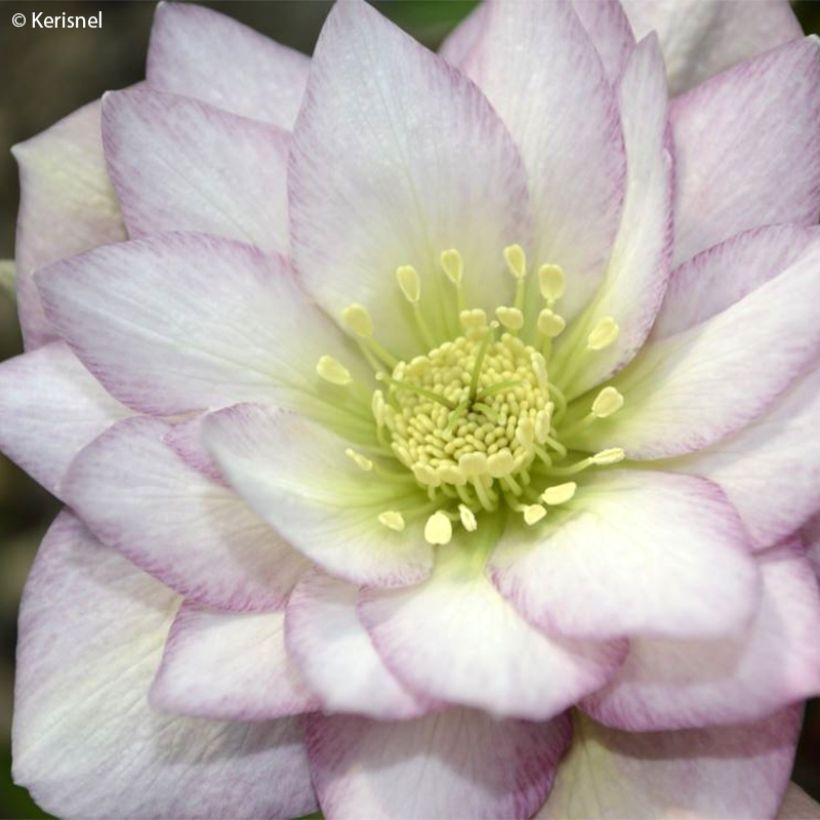 Hellébore orientale Double Rose (Floraison)