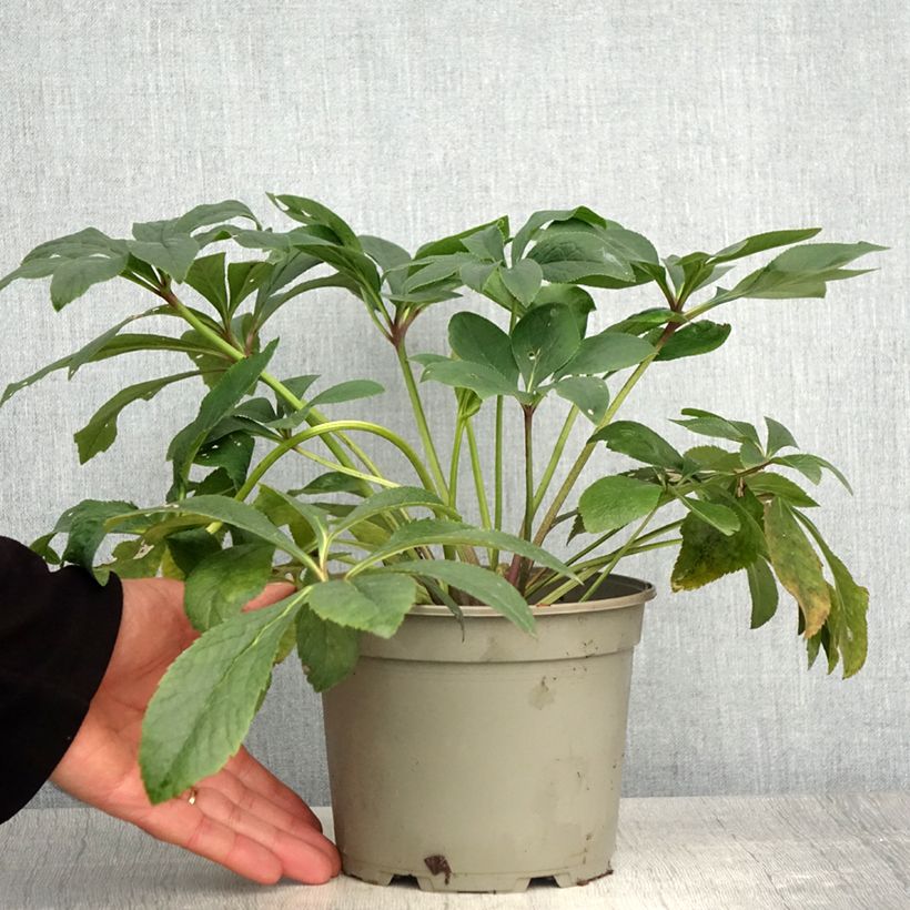 Spécimen de Hellébore orientale Double Rouge Pot de 2L/3L tel que livré au printemps