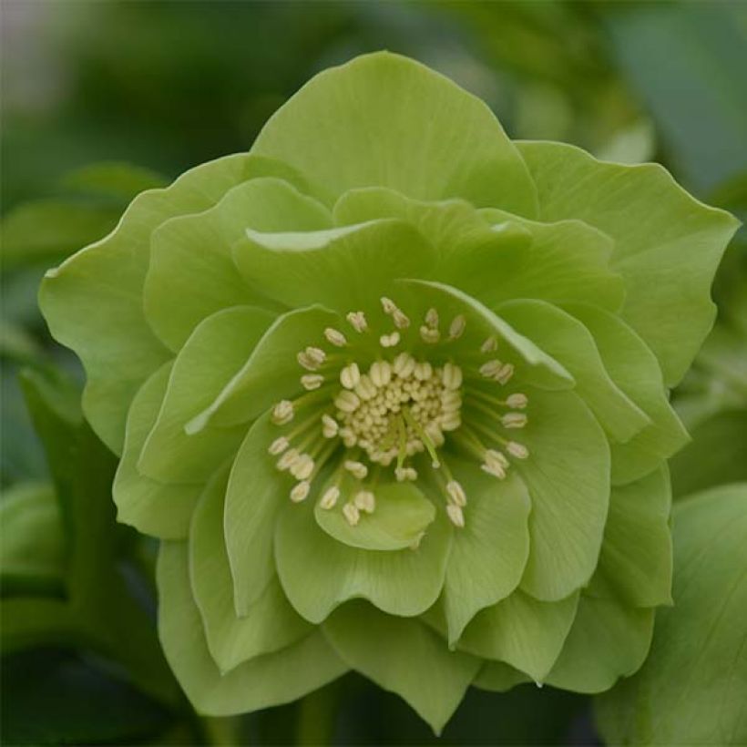 Hellébore orientale Double Vert pistache (Floraison)