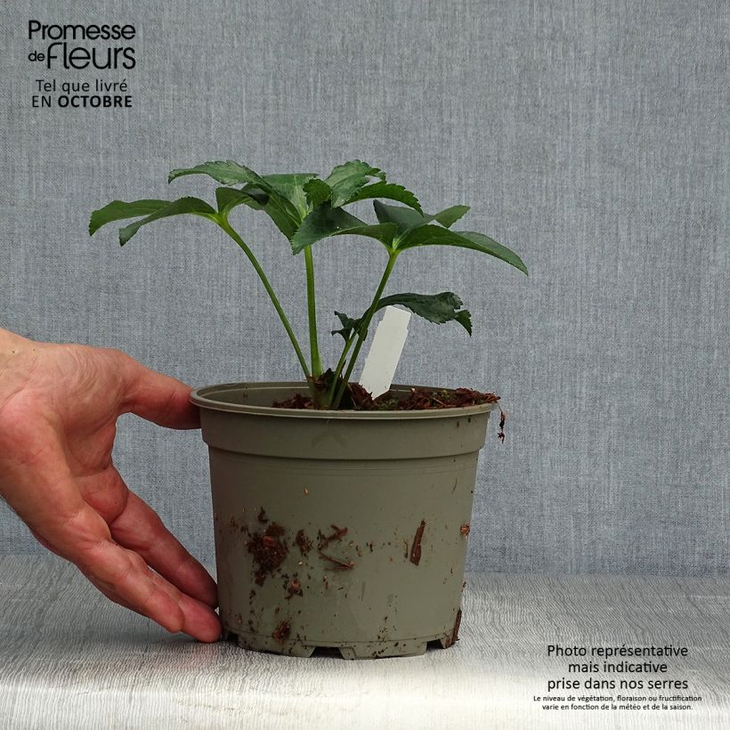 Spécimen de Hellébore orientale Double Verte guttatus Pot de 2L/3L tel que livré en automne