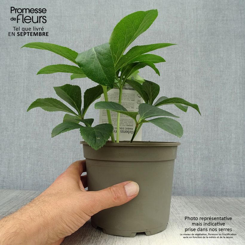 Spécimen de Hellébore orientale Magic Abricot guttatus Pot de 2L/3L tel que livré en automne