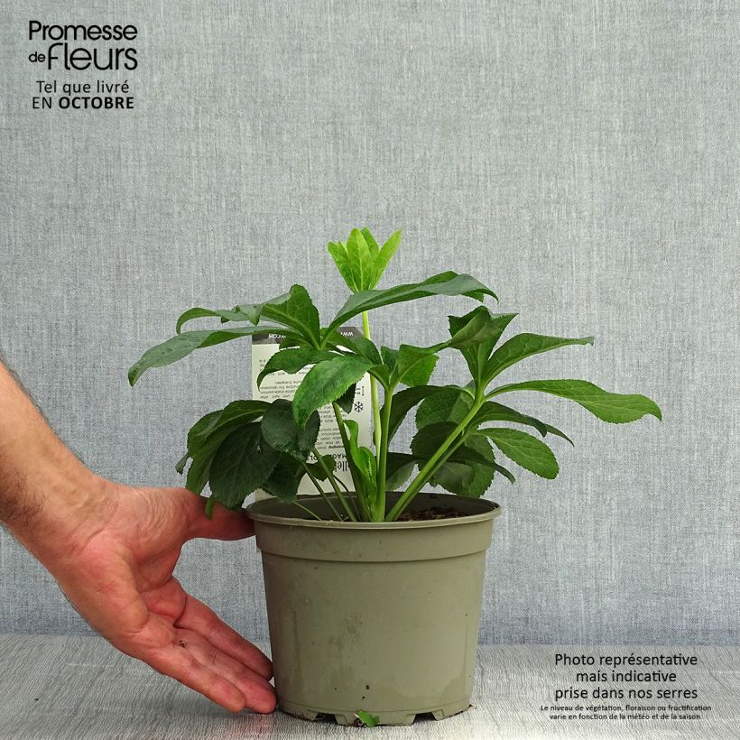 Spécimen de Hellebore orientale Magic Double rose Pot de 2L/3L tel que livré en automne
