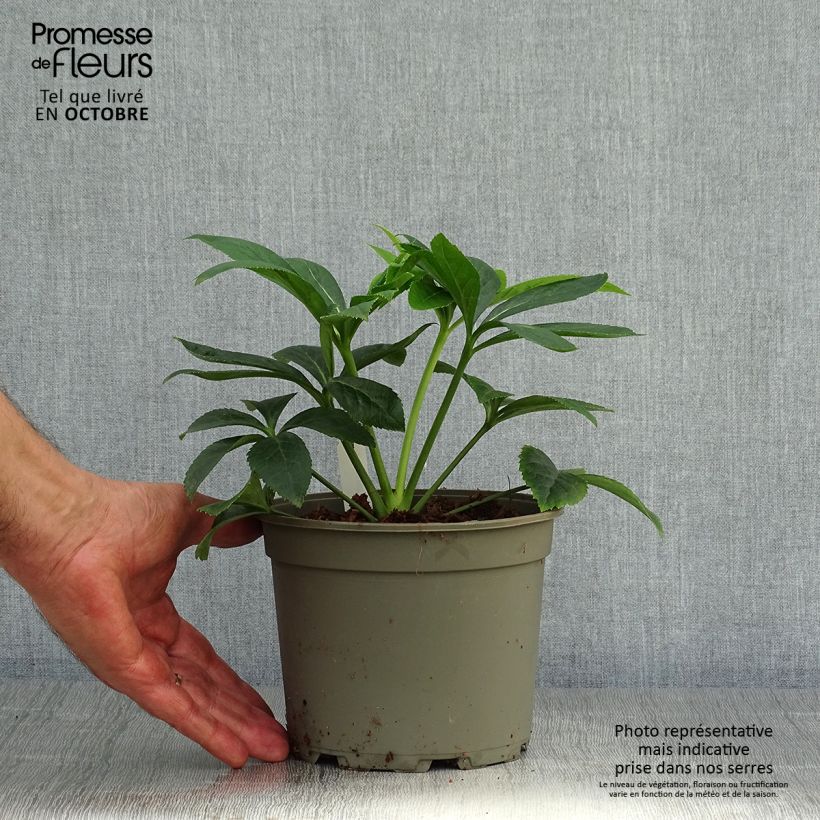 Spécimen de Hellébore orientale Pêche à centre rouge Pot de 2L/3L tel que livré en automne