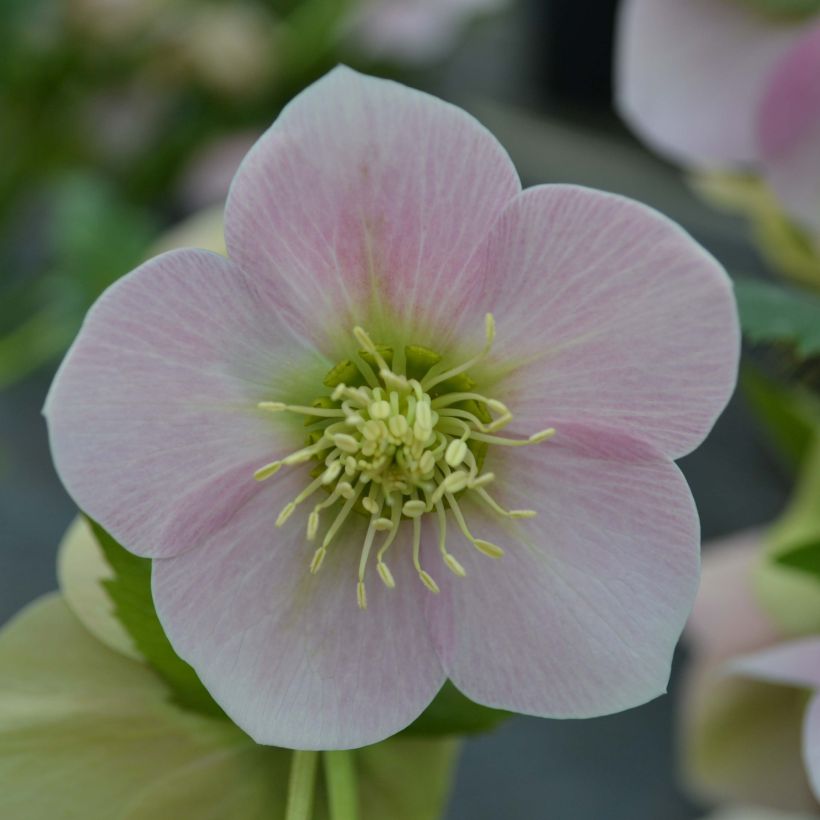 Hellébore orientale Rose (Floraison)