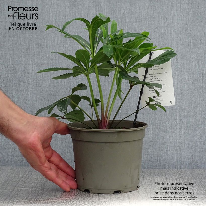 Spécimen de Hellébore orientale Rose Pot de 2L/3L tel que livré en automne