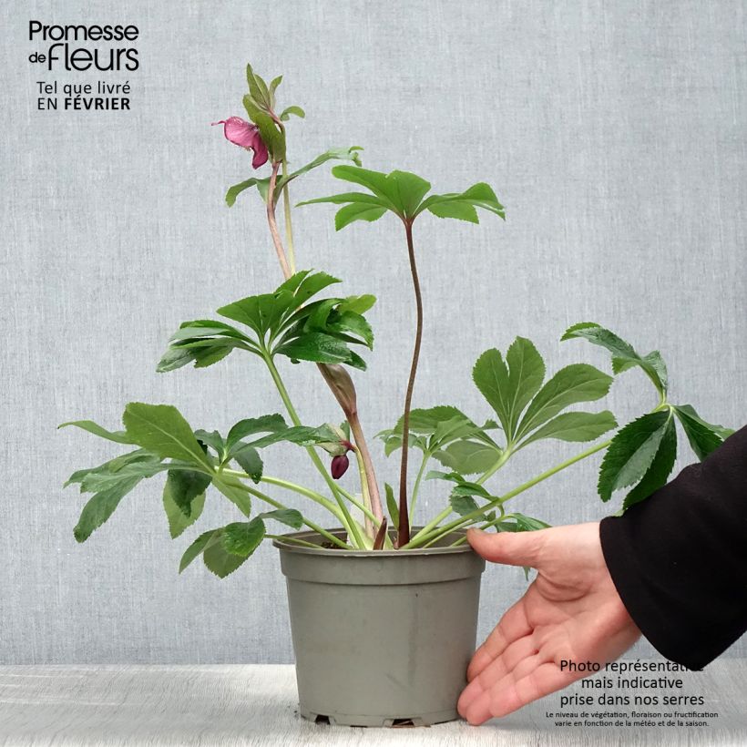 Spécimen de Hellébore orientale Rouge Pot de 2L/3L tel que livré en hiver