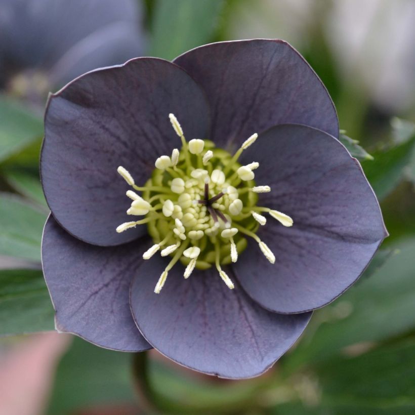 Hellébore orientale Slaty Blue (Floraison)