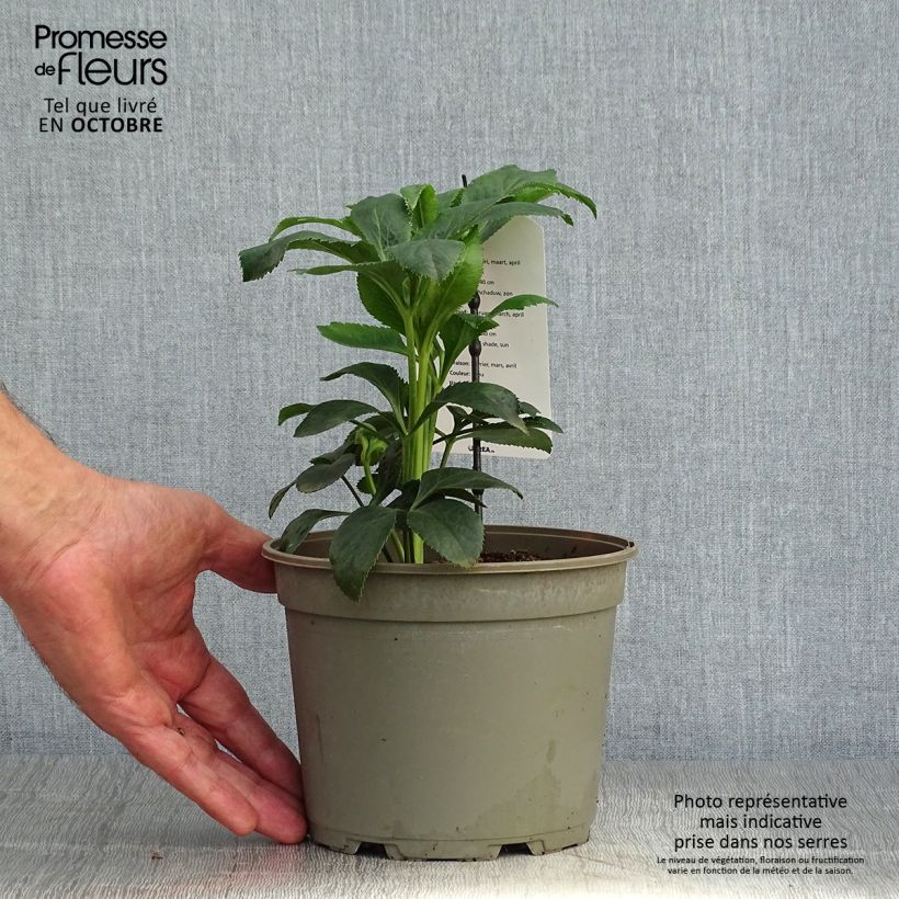 Spécimen de Hellébore orientale Slaty Blue Pot de 2L/3L tel que livré en automne