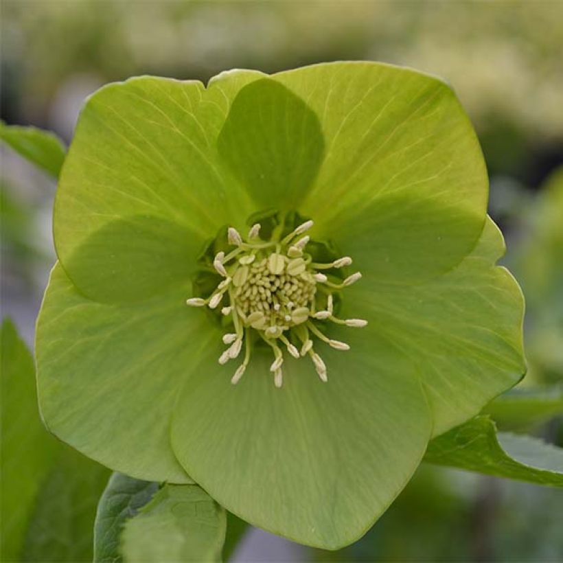 Hellébore orientale Verte (Feuillage)