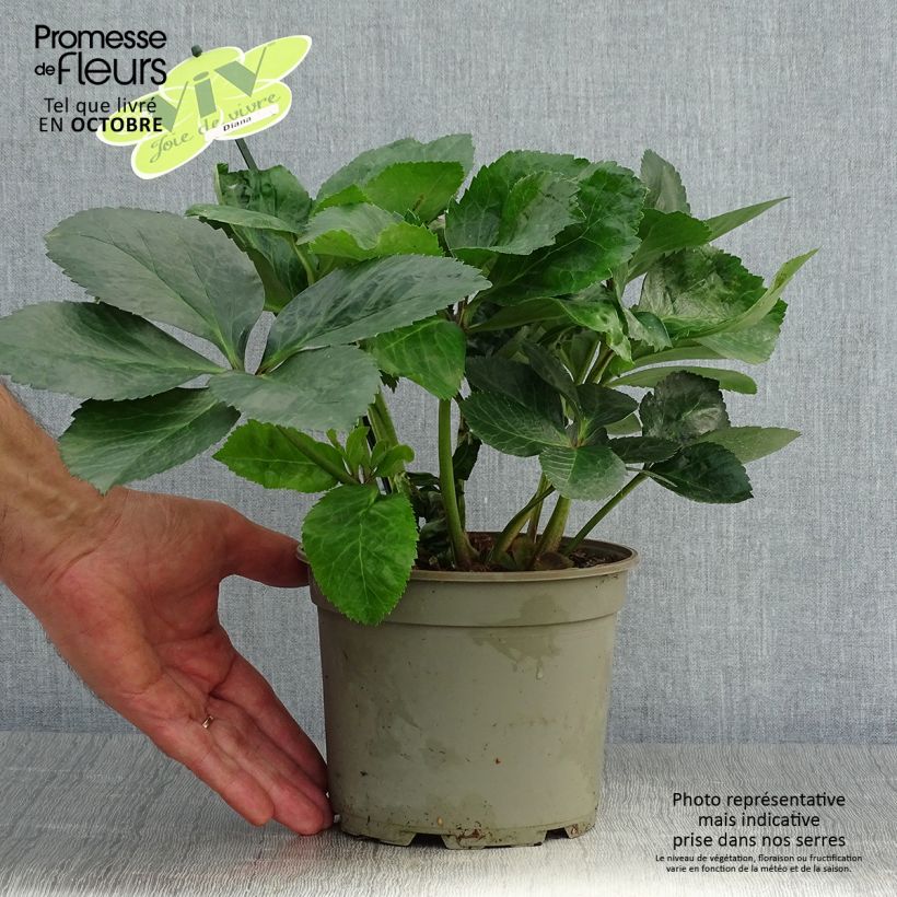 Spécimen de Hellebore orientale ViV Diana Pot de 2L/3L tel que livré en automne