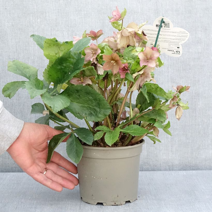 Spécimen de Hellebore orientale ViV Diana - pot de  2L/3L tel que livré au printemps