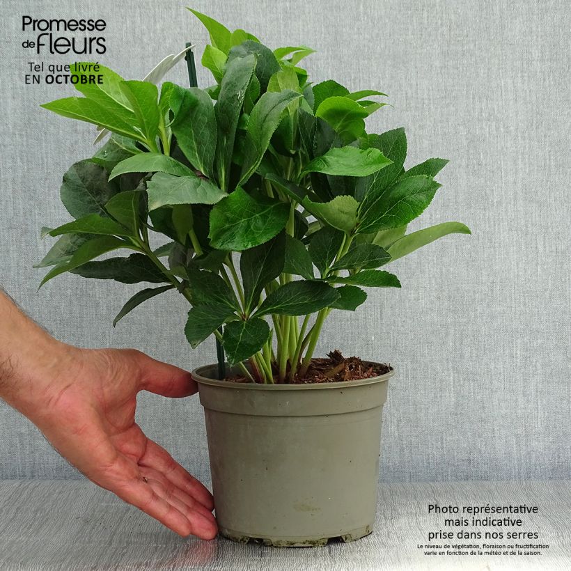 Spécimen de Hellebore orientale ViV Luisa - Helleborus orientalis  Pot de 2L/3L tel que livré en automne