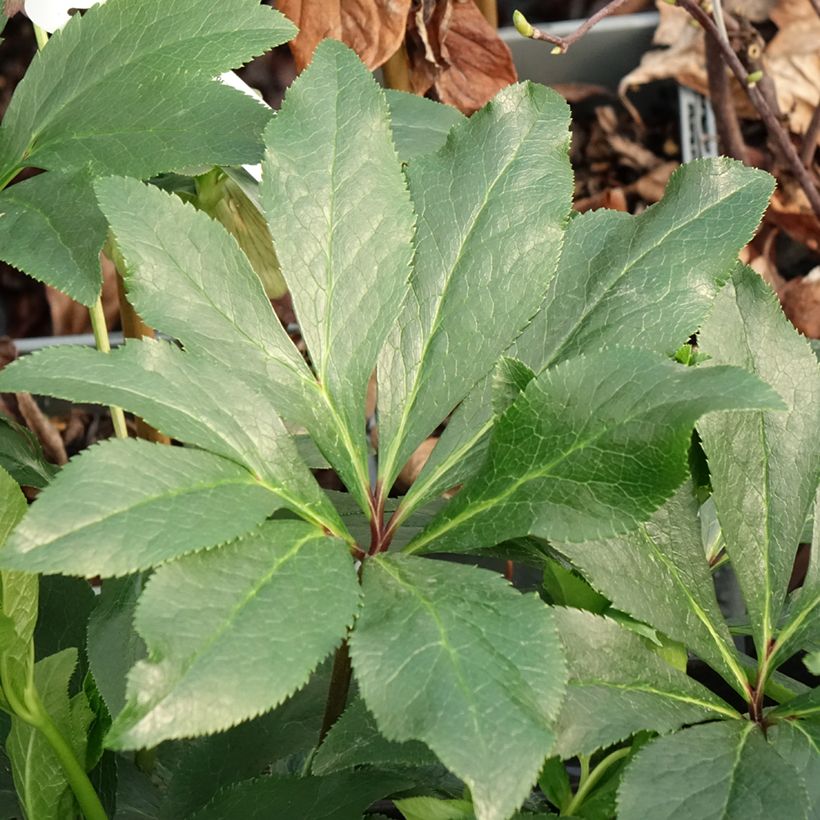 Hellebore orientale ViV Luisa - Helleborus orientalis (Feuillage)