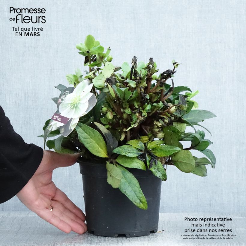Spécimen de Hellébore oriental ViV Olivia Pot de 1L/1,5L tel que livré au printemps
