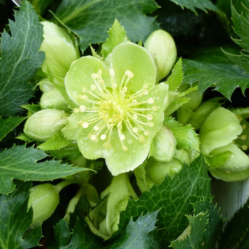 Hellébore sternii Boughton Beauty (Floraison)