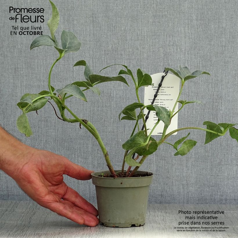 Spécimen de Hellébore sternii Remi - Helleborus (x) sternii Pot de 1L/1,5L tel que livré en automne