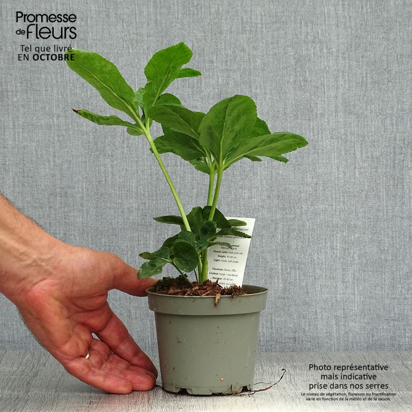 Spécimen de Helleborus abchasicus - Hellébore d'Abkhazie Pot de 12 cm / 13 cm tel que livré en automne