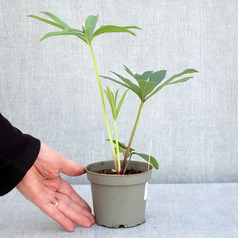Spécimen de Helleborus abchasicus - Hellébore d'Abkhazie Pot de 12 cm tel que livré au printemps