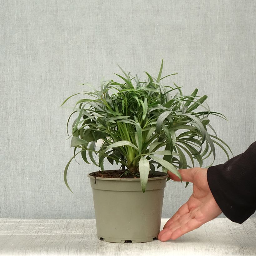 Spécimen de Helleborus foetidus Sopron Pot de 1L/1,5L tel que livré en automne