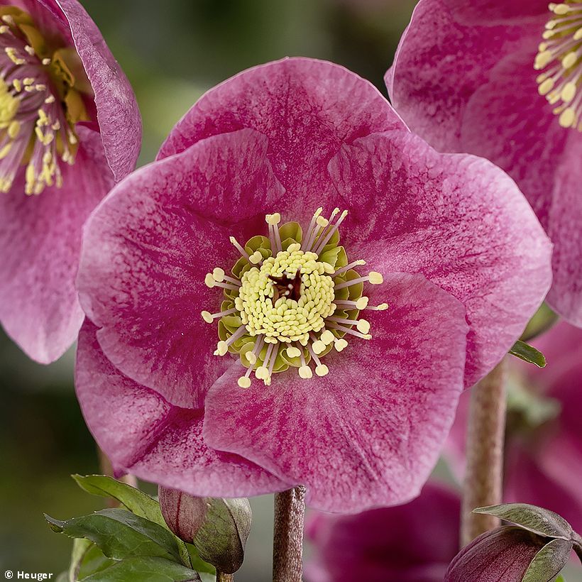 Hellébore lemperii Liah (Floraison)