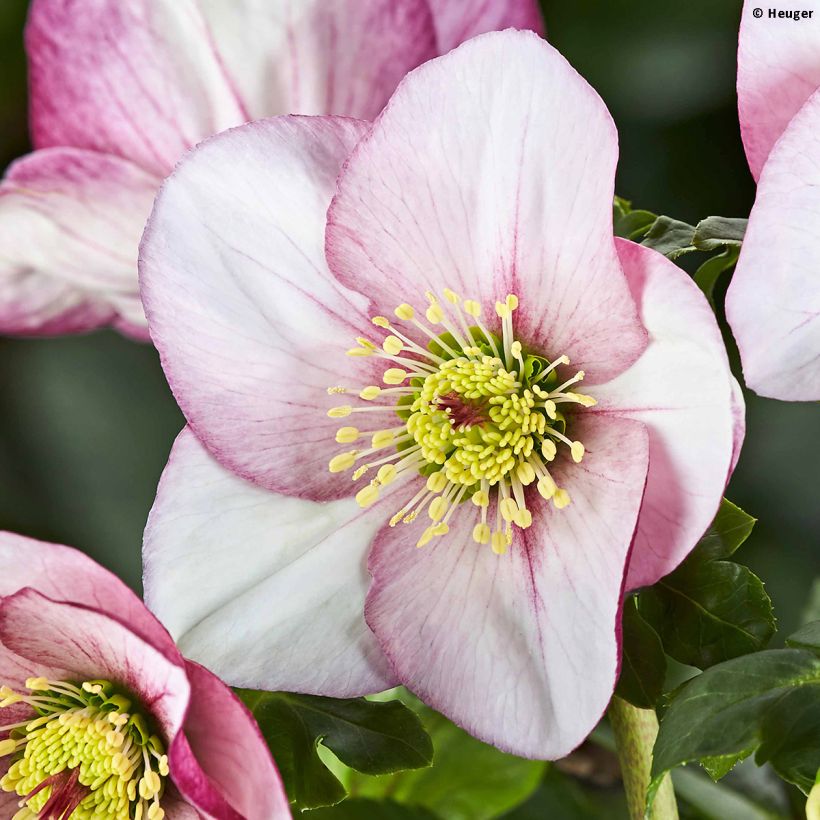 Hellébore lemperii Liara (Floraison)