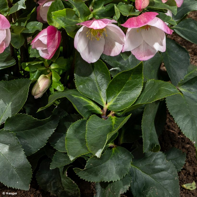 Hellébore lemperii Lola (Feuillage)