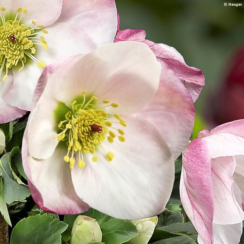 Hellébore lemperii Lola (Floraison)